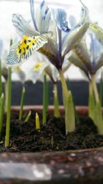 Close-up of yellow flower on plant