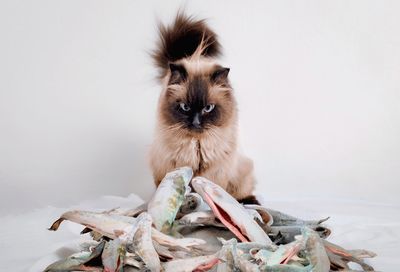 Portrait of cat with dead fish sitting against white background