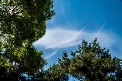 Low angle view of trees against sky