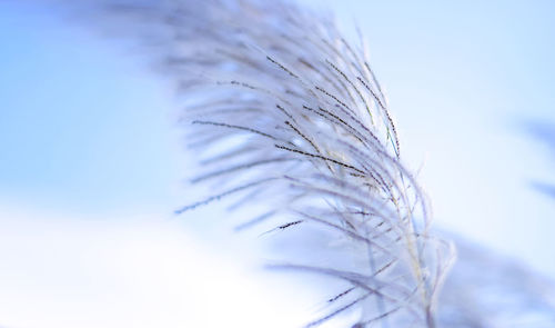 Close-up of plant against clear sky