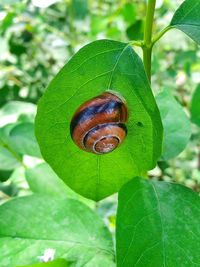Close-up of insect on leaf