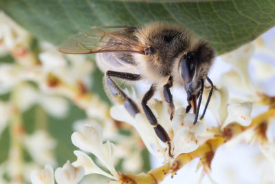 Close-up bee on a white flower