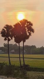 Trees on field against sky during sunset