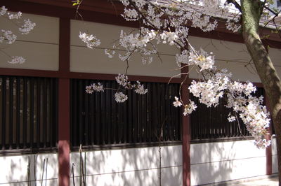 Flowers growing against house