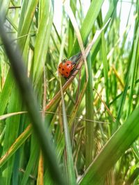 Close-up of ladybug on plant