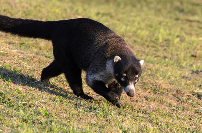 Close-up of coati on field