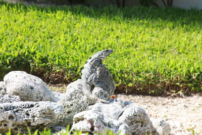 View of peacock on rock