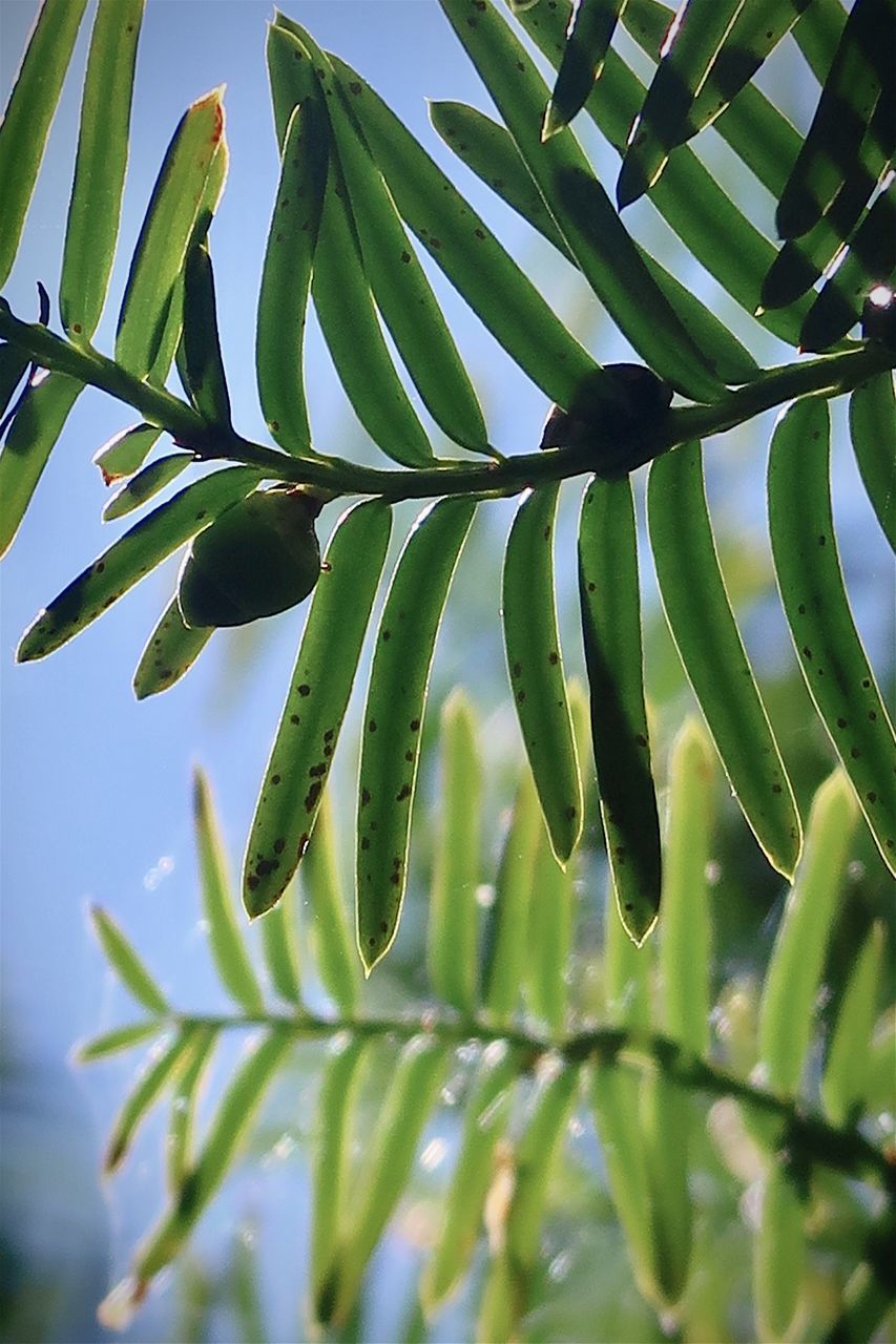 LOW ANGLE VIEW OF FRESH GREEN LEAVES AGAINST SKY