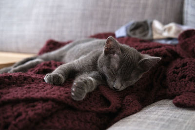 cat