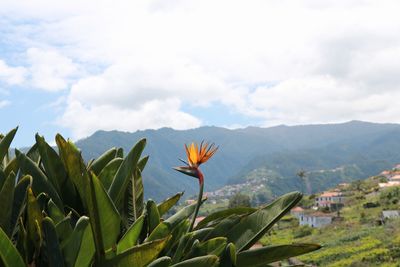 Close-up of flowering plant against cloudy sky