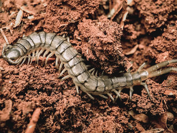 High angle view of insect on field