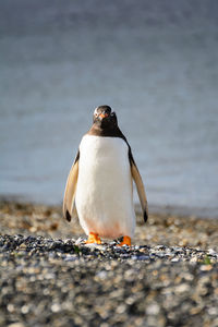 Close-up of bird on pebbles at beach