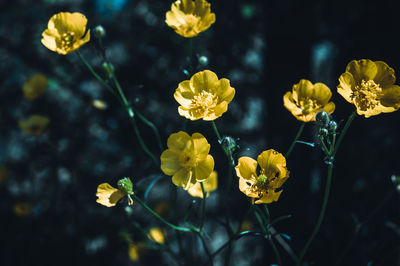 Close-up of yellow flowering plants