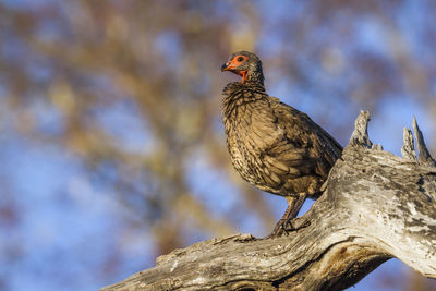 Low angle view of bird perching on tree trunk