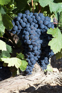 Grapes growing in vineyard