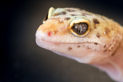 Close-up of leopard gecko