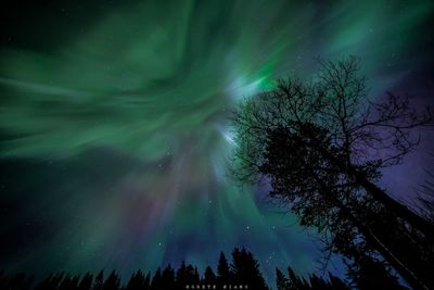 Low angle view of trees against sky at night