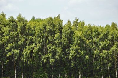 Panoramic view of trees in forest against sky