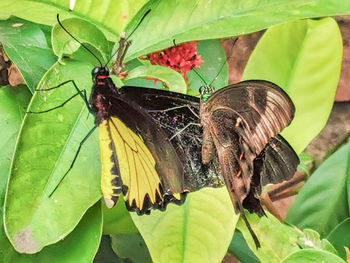 Close-up of butterfly pollinating on flower