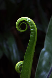 Close-up of green plant