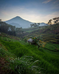 Scenic view of agricultural field against sky