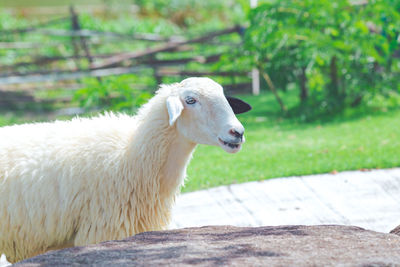 Side view of a sheep on field