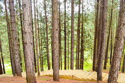Pine trees in forest against sky