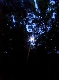 Low angle view of trees against sky at night