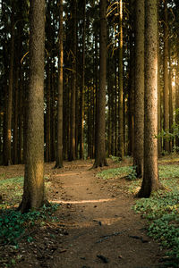 Trees in forest