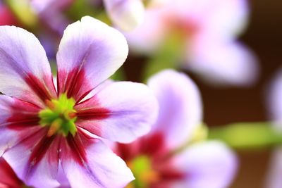 Close-up of flower blooming outdoors