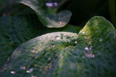 Close-up of raindrops on leaves