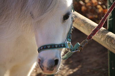 Close-up of a horse