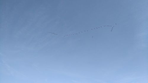 Low angle view of eagle flying in sky