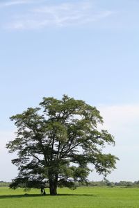 Tree on field against sky