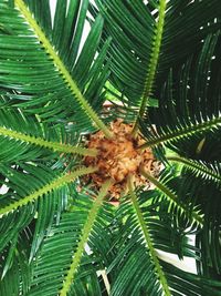 Close-up of palm tree