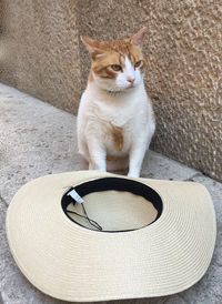 Portrait of cat sitting by wall