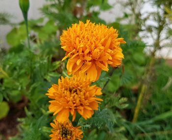 flowering plant