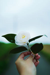 Close-up of hand holding white rose flower