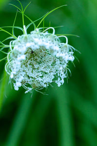 Close-up of white flowering plant