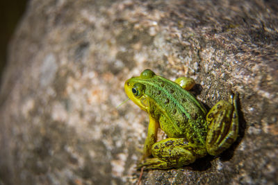 A beautiful common green water frog enjoying sunbathing in a natural habitat at the forest pond. 