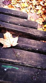 Close-up of maple leaves