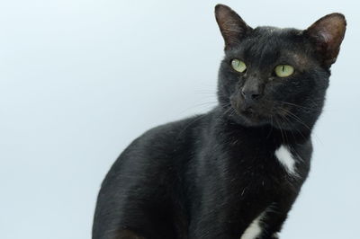 Portrait of black cat against white background