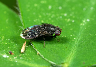 Close-up of insect on leaf