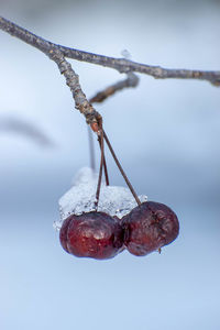 Close-up of frozen plant