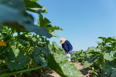 Woman working in vegetable farm