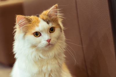 Close-up of cat looking away at home