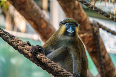 Close-up of monkey on branch