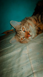 Close-up of cat lying down