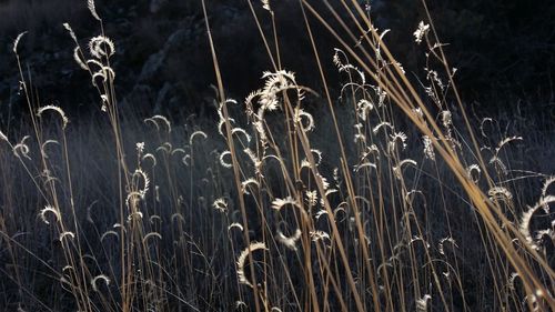 Close-up of wheat plants