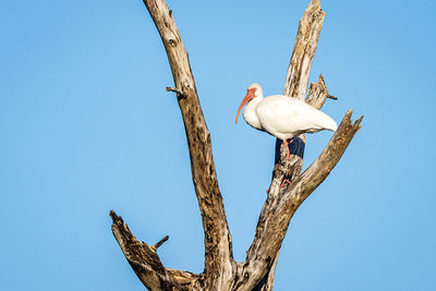 Low angle view of bird perching on tree against clear blue sky